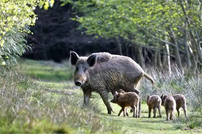 Mère et ses petits en forêt