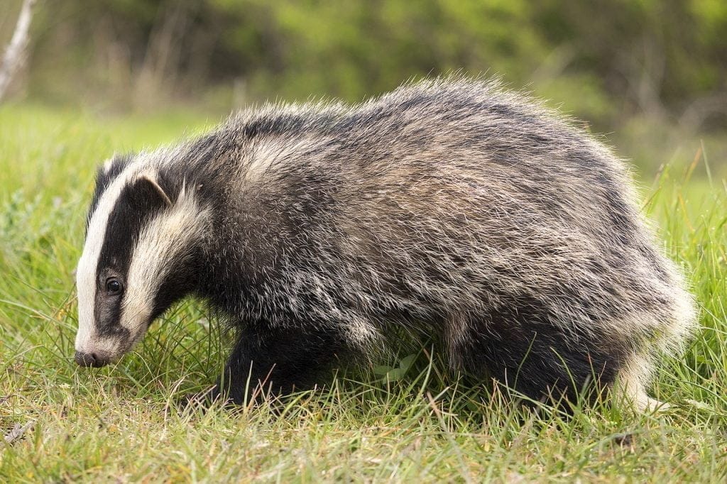 Animal nocturne dans l'herbe