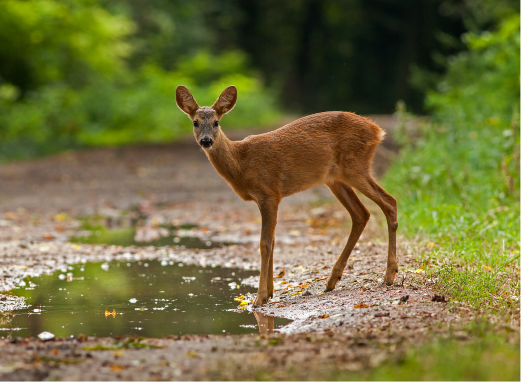Jeune animal à la flaque