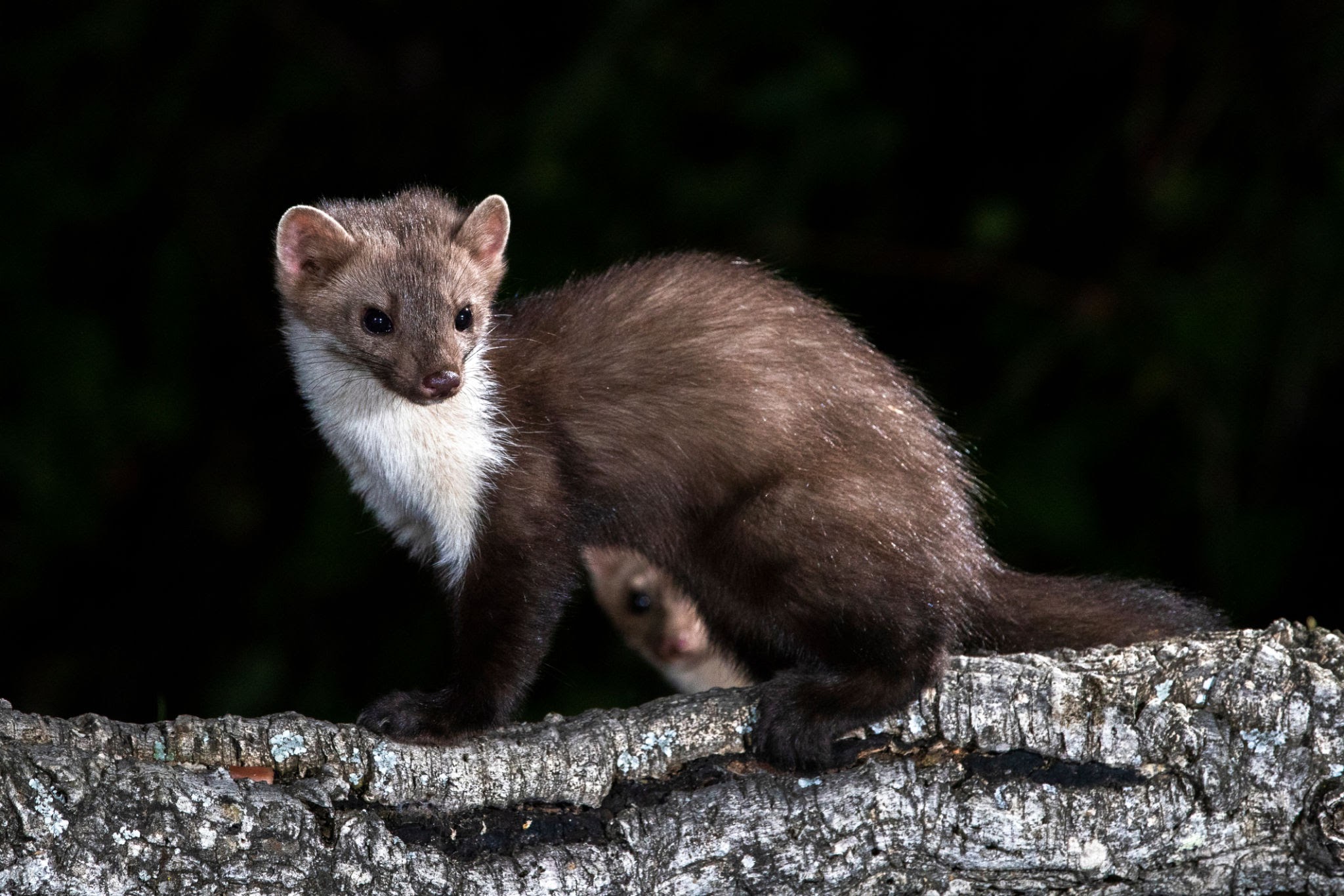 Animal sur une branche