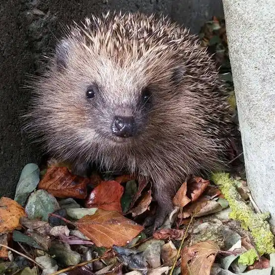 Petite boule dans les feuilles